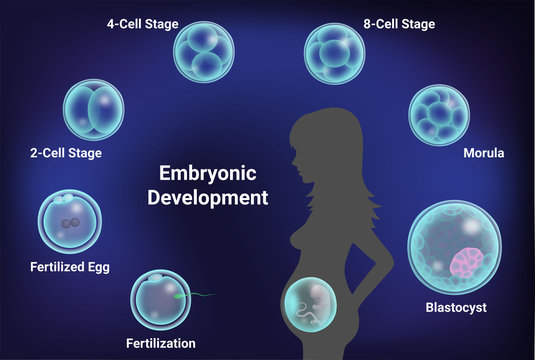 Human Embryonic development process from fertilization to blastocyst and fetus, 3d illustration 