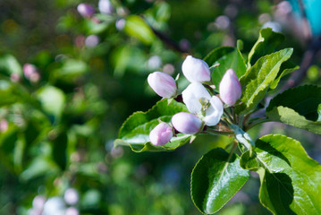 the flower buds of the Apple tree