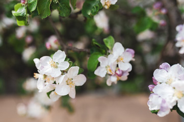 Blossoming branch of apple tree, spring floral background, beauty of nature