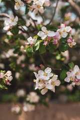 Obraz premium Blossoming branch of apple tree, spring floral background, beauty of nature