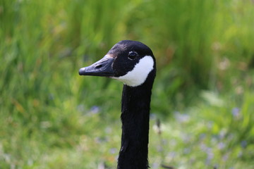 canada goose portrait