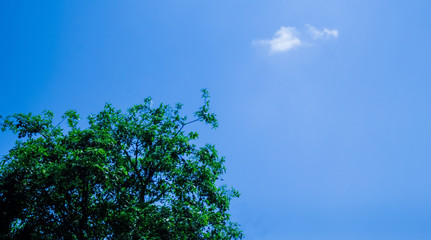 This is the most beautiful picture of blue sky, trees.