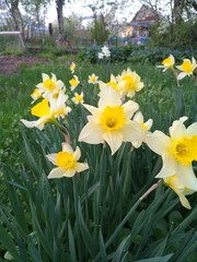 Fototapeta premium daffodils in the garden
