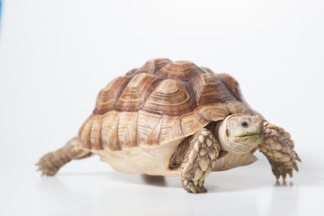 African species of spurred tortoise (Centrochelys sulcata) isolate on white background
