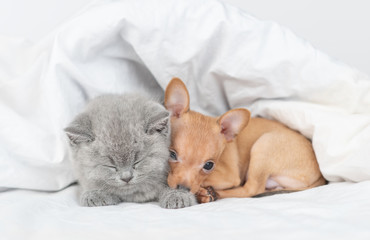 Baby kitten and toy terrier puppy sleep together under white blanket on a bed at home