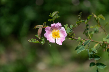 Rosa canina