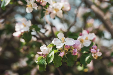 Obraz premium Blossoming branch of apple tree, spring floral background, beauty of nature