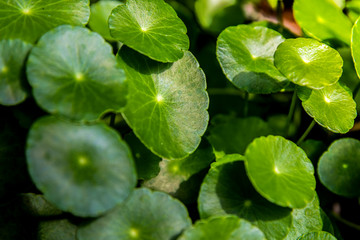 Centella asiatica leaf is a useful plant that can be eaten.