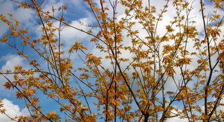 Acer Palmatum maple with bright orange and green leaves against a blue sky. Sunny spring day. Space for your text