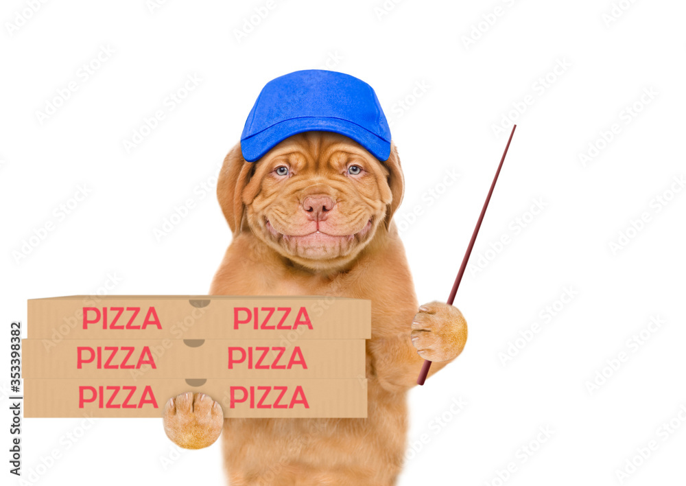 Poster Smiling pizza delivery puppy wearing red cap holds pizza boxes and points away on empty space. isolated on white background