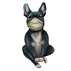 Dog breed French Bulldog in a medical mask. Animal - doctor isolated on a white background. - 353398337