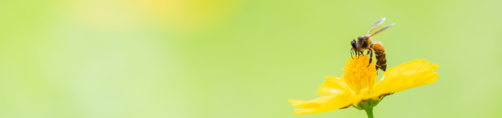 Nature of flower and bee in garden using as cover page background natural flora wallpaper or template brochure landing page design