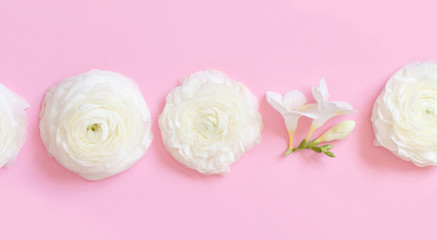 Cream ranunculus flowers on a light pink  background