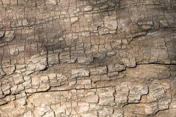 Tree bark texture for backgrounds