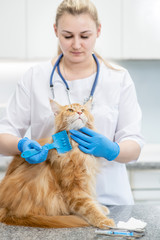 Veterinarian is combing cat with brush in a clinic