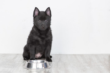 Schipperke puppy sits with empty bowl. Empty space for text