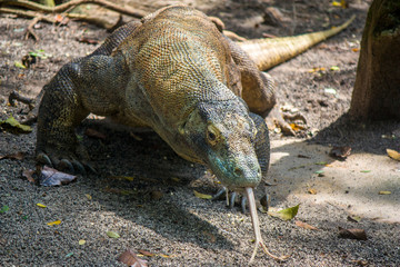 The Komodo dragon is walking on the ground with tongue out  
it is also known as the Komodo...