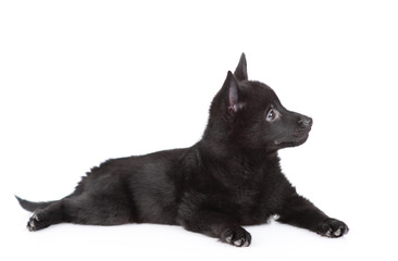 Schipperke puppy lies in profle and looks away and up. Isolated on white background
