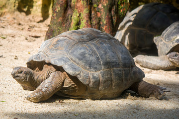 The closeup image of Aldabra giant tortoise(Aldabrachelys gigantea) .
It is from the islands of the Aldabra Atoll in the Seychelles, is one of the largest tortoises in the world