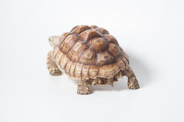 African species of spurred tortoise (Centrochelys sulcata) isolate on white background
