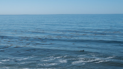 Obraz premium surfer in the sea and waves at San Luis Obispo, California
