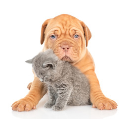 Cute mastiff puppy hugs gray kitten. isolated on white background