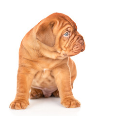 Bordeaux puppy sits and looks away. isolated on white background
