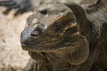 The rhinoceros iguana (Cyclura cornuta) is a threatened species of lizard in the family Iguanidae that is primarily found on the Caribbean island of Hispaniola. The closeup head image