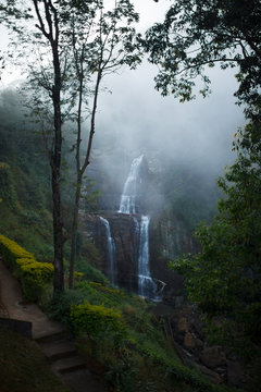 fog in the forest