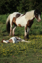 Brown and White Pied horse stood over new born Foal  sleeping amongst flowers 
