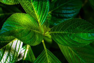 緑色の葉っぱ（広葉樹）のイメージ