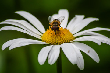 Little bee collecting pollen from a big common daisy flower close up