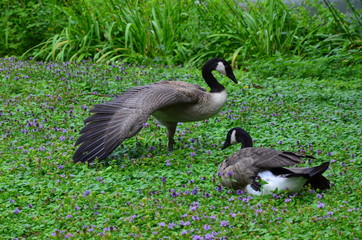 Young duck walking at river Main