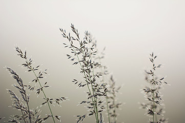 Long grass in an foggy sunrise