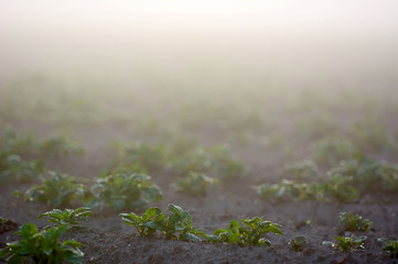 Farmland with potato during a foggy sunrise