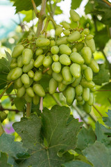 Unripe, young wine grapes in vineyard early summer.