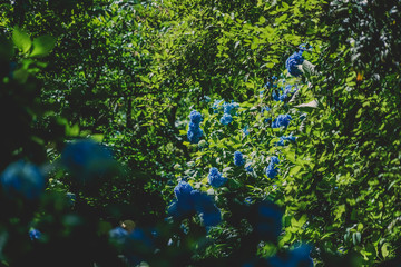 Fototapeta na wymiar 青色の紫陽花と新緑