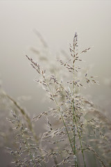 Long grass in an foggy sunrise