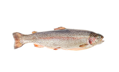 Fresh gutted chopped rainbow trout on white background.