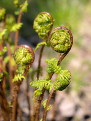 fern in spring