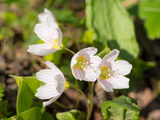 blooming sorrel in spring