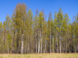 landscape at the edge of the forest