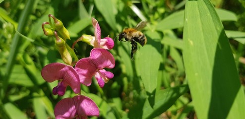 bee on a flower