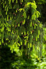 Fototapeta premium Young shoots on spruce branches.
