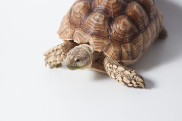 African species of spurred tortoise (Centrochelys sulcata) isolate on white background
