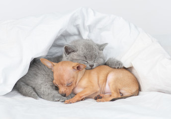 Baby kitten and toy terrier puppy sleep together under white blanket on a bed at home
