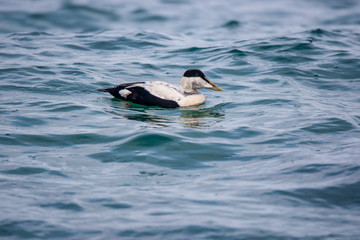 Common Eider (Somateria mollissima) doğal yaşam alanı.