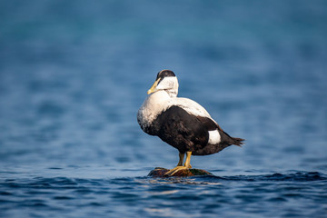 Common Eider (Somateria mollissima) doğal yaşam alanı.