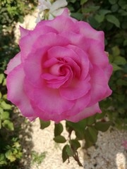 Rose Beautiful Amazing