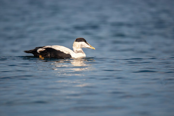 Common Eider (Somateria mollissima) doğal yaşam alanı.